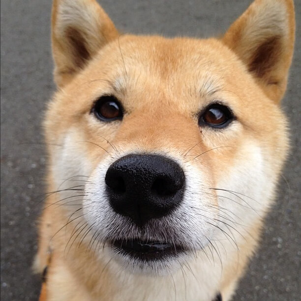 阿劳霍防守封神！塞内加尔爆冷掀翻巴拉圭，战术角力再现非洲雄狮崛起